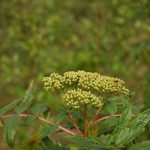 Spörvareynir - Sorbus californica