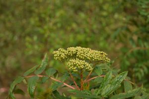 Spörvareynir - Sorbus californica
