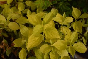 Gullkóróna / Snækóróna 'Aureus' - Philadelphus coronarius 'Aureus' - Image 2