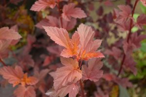 Garðakvistill 'Diable d'Or' - Physocarpus opulifolius 'Diable d'Or'