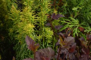 Ýviður 'David' - Taxus baccata 'David' - Image 2