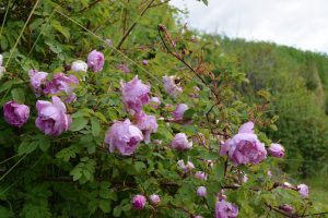 "Páfarós" - Rosa 'Poppius' - Image 2