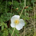 Þyrnirós (Lóurós) 'Lovísa' - Rosa pimpinellifolia 'Lovísa'