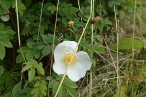 Þyrnirós (Lóurós) 'Lovísa' - Rosa pimpinellifolia 'Lovísa'