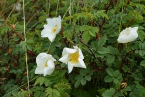 Þyrnirós (Lóurós) 'Lovísa' - Rosa pimpinellifolia 'Lovísa' - Image 2
