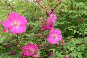 Meyjarós 'Gréta' - Rosa moyesii 'Gréta' - Image 2