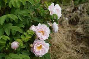 Þyrnirós 'Johannusmorsian' - Rosa pimpinellifolia 'Johannusmorsian' - Image 2