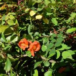 Litli eldrunni - Chaenomeles japonica