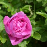 Rós 'Lísa' - Rosa rugosa 'Lísa'
