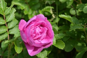 Rós 'Lísa' - Rosa rugosa 'Lísa'