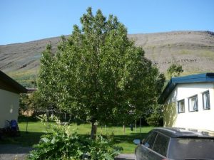 Alaskaösp - Populus trichocarpa 'Keisari', 'Sæland', 'Pinni', 'Haukur' og 'Súla' - Image 4