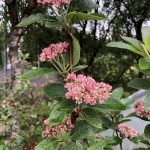 Úlfareynir - Sorbus x hostii