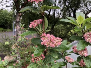 Úlfareynir - Sorbus x hostii