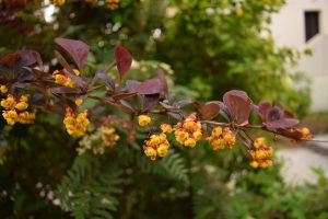 Purpurabroddur / sunnubroddur - Berberis x ottawensis 'Superba' - Image 3