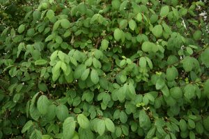 Dúntoppur - Lonicera xylosteum - Image 2