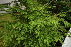 Marþöll - Tsuga heterophylla - Íslensk kvæmi - Image 2