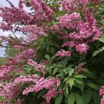 Þokkasýrena 'Julia' - Syringa x henryi 'Julia'