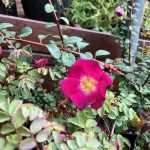 Þyrnirós 'Tove Jansson' - Rosa pimpinellifolia 'Tove Jansson'