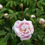 Þyrnirós 'Johannusmorsian' - Rosa pimpinellifolia 'Johannusmorsian'