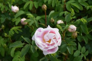 Þyrnirós 'Johannusmorsian' - Rosa pimpinellifolia 'Johannusmorsian'