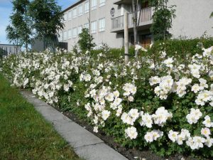 Þyrnirós 'Katrín Viðar' - R. pimpinellifolia 'Katrín Viðar' - Image 2