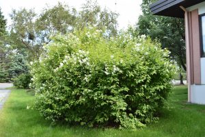 Ilmkóróna 'Mont Blanc' - Philadelphus x lemoinei 'Mont Blanc'