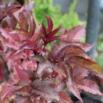 Svartyllir 'Black Tower' - Sambucus nigra 'Black Tower'