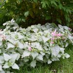 Dílatvítönn - Lamium maculatum