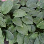 Forlagabrúska 'Hyacinthina'- Hosta fortunei 'Hyacinthina'