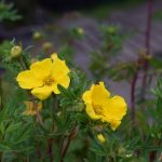 Runnamura 'Goldfinger' - Dasiphora fruticosa 'Goldfinger'