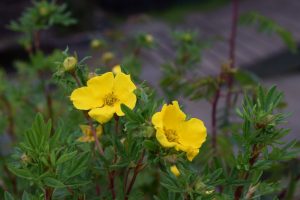 Runnamura 'Goldfinger' - Dasiphora fruticosa 'Goldfinger'