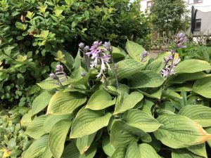Forlagabrúska 'Hyacinthina'- Hosta fortunei 'Hyacinthina' - Image 4