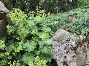 Garðamaríustakkur - Alchemilla mollis - Image 3
