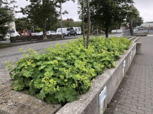 Garðamaríustakkur - Alchemilla mollis - Image 2