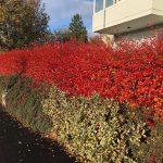 Gljámispill / glansmispill / fagurlaufamispill - Cotoneaster lucidus