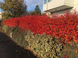 Gljámispill / glansmispill / fagurlaufamispill - Cotoneaster lucidus