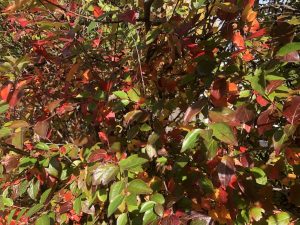 Gljámispill / glansmispill / fagurlaufamispill - Cotoneaster lucidus - Image 5