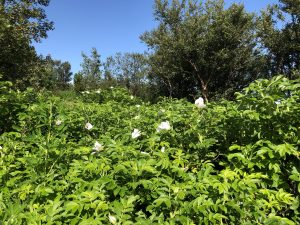 Ígulrós f. alba - Rosa rugosa f. alba - Image 2