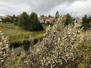 Silfurblað - Elaeagnus commutata - Image 2