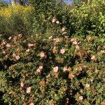 Runnamura 'Glenroy Pinkie' - Dasiphora fruticosa 'Glenroy Pinkie'