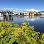 Garðamaríustakkur - Alchemilla mollis