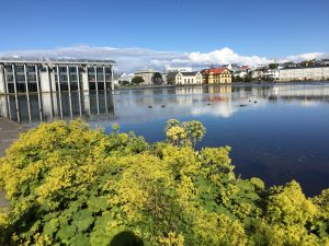 Garðamaríustakkur - Alchemilla mollis