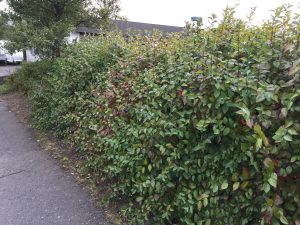 Gljámispill / glansmispill / fagurlaufamispill - Cotoneaster lucidus - Image 3