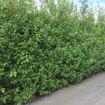 Sitkavíðir 'Óli'/ "Ólavíðir" - Salix sitchensis 'Óli'