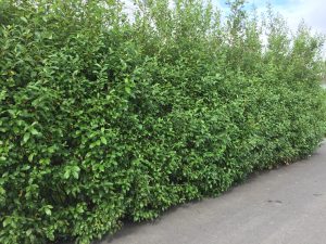 Sitkavíðir 'Óli'/ "Ólavíðir" - Salix sitchensis 'Óli'