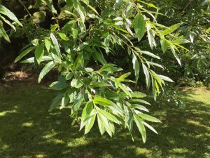 Vesturbæjarvíðir - Salix x smithiana - Ytri Skógum - Image 2