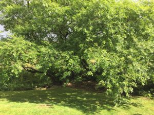 Vesturbæjarvíðir - Salix x smithiana - Ytri Skógum - Image 3