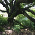 Vesturbæjarvíðir - Salix x smithiana - Ytri Skógum