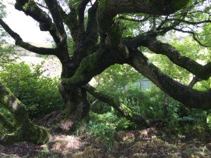 Vesturbæjarvíðir - Salix x smithiana - Ytri Skógum