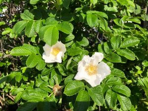 Ígulrós f. alba - Rosa rugosa f. alba - Image 3